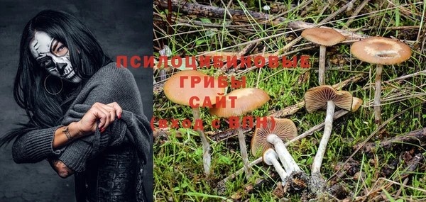 шишки Арсеньев